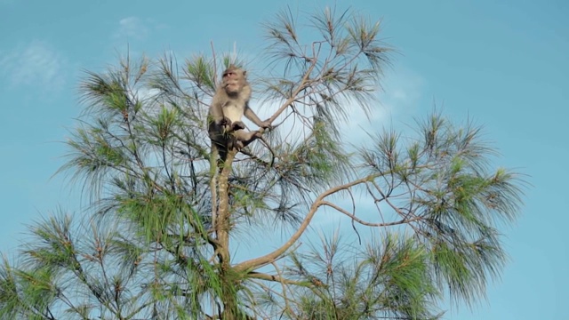 一只猴子坐在野外的一棵绿树上，背景是云视频素材