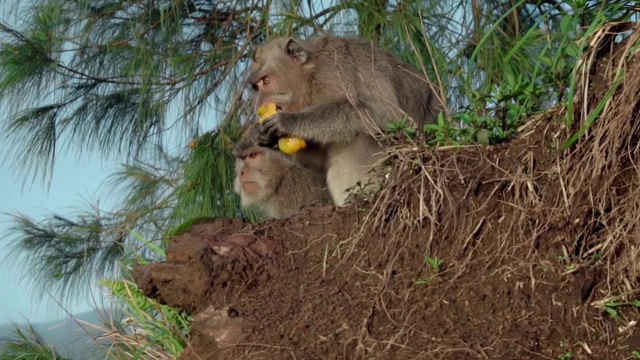 猴子在野外坐在地上吃水果视频素材