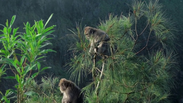 一只猴子坐在野外的一棵绿树上，背景是云视频素材