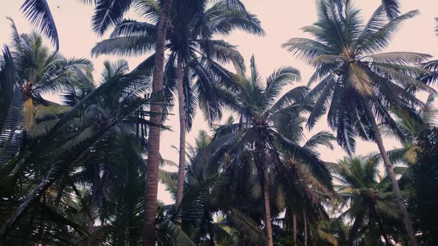 从森林的地面上仰望椰子树视频素材