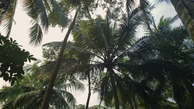 一名男子站在一棵椰子树的顶端视频素材