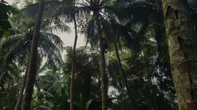 一名男子爬上一棵椰子树的顶端，在巴厘岛的丛林永久种植农场视频素材