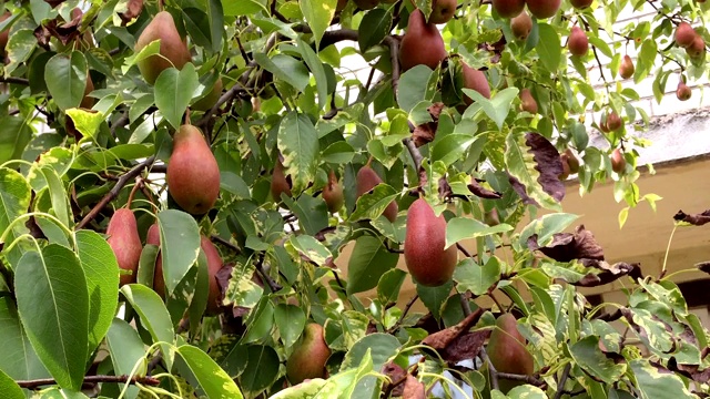 阳光明媚的日子里，果园的树枝上挂着许多红润多汁的梨子。视频素材