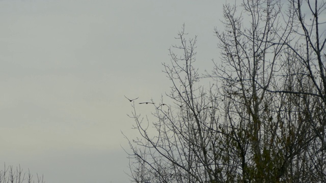 小群加拿大雁在多云的天空中飞翔视频素材