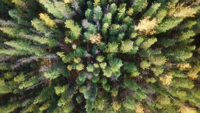 Topview森林鸟瞰图视频素材