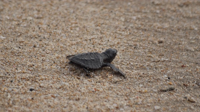 小海龟爬向大海/印度尼西亚的巴厘岛视频下载