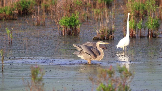一只大蓝鹭很快飞进了沼泽地，另一只飞走了，去追它视频素材