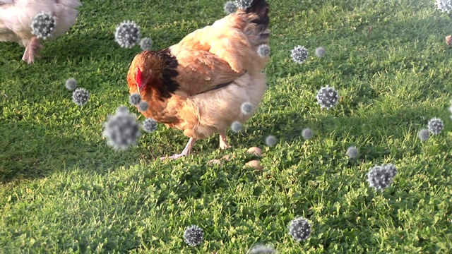 Covid-19细胞对抗在农场进食的母鸡视频下载