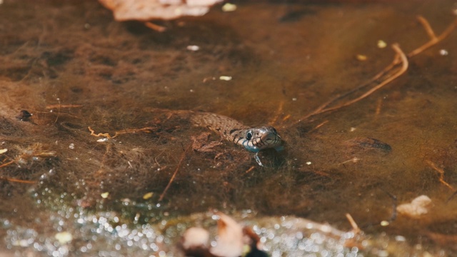 水蛇潜伏在沼泽灌丛和藻类河流视频素材