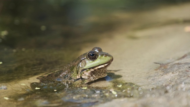 绿色青蛙坐在河岸上，水里的沙子。《沼泽蟾蜍的肖像》视频素材