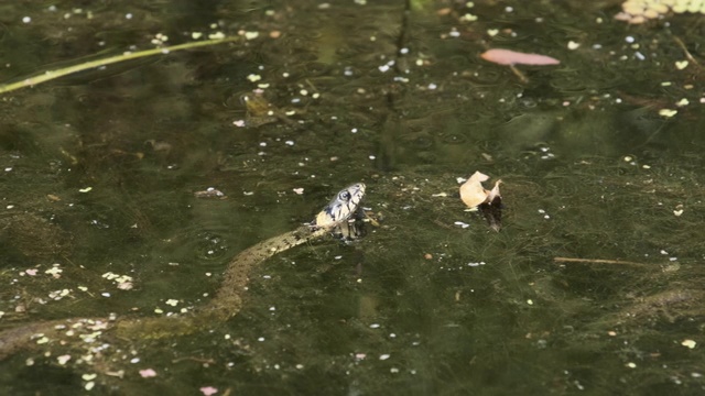 水蛇游泳通过沼泽灌木丛和藻类沼泽视频素材
