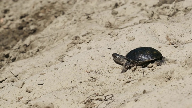 河龟在河岸附近的沙滩上向水中爬行。慢镜头240帧/秒视频素材