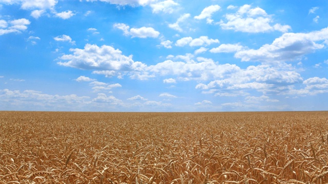 夏季金色的麦田下阴天，农用工业时光流逝户外景象视频素材