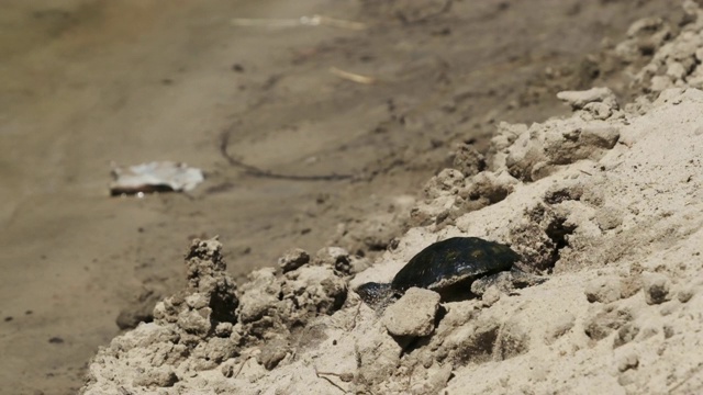 乌龟在沙子上爬向水，并潜入河里。慢镜头240帧/秒视频素材