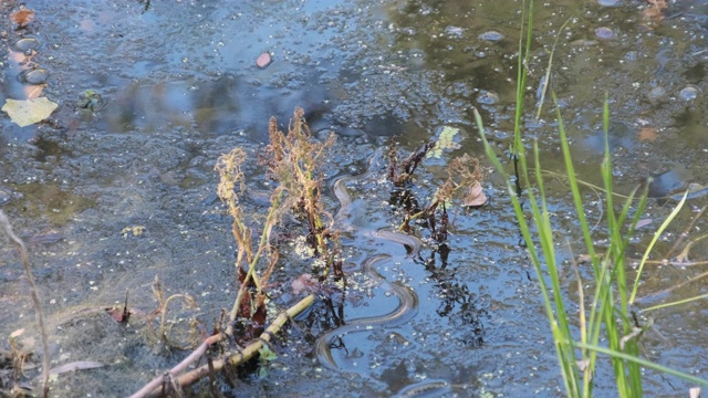 水蛇游泳通过沼泽灌木丛和藻类沼泽。慢动作视频素材