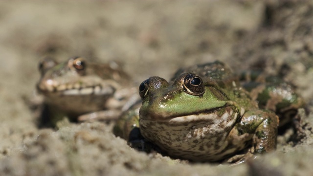 两只青蛙并排坐在河岸附近的沙滩上。蟾蜍的画像视频素材
