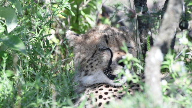 坦桑尼亚的恩杜图，野外镜头中的年轻猎豹视频素材