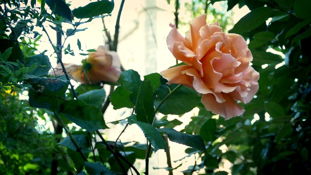 夏日花园中的玫瑰视频素材