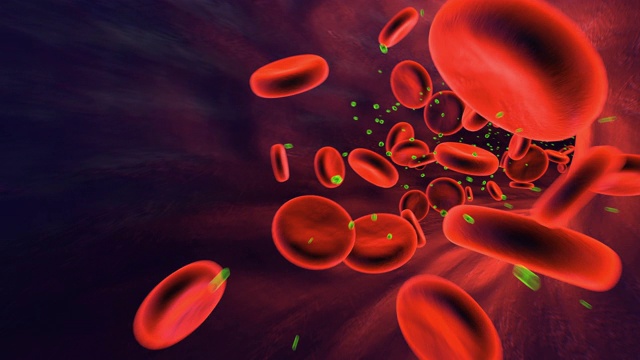 人体血管内流动的红细胞。完美的循环视频下载