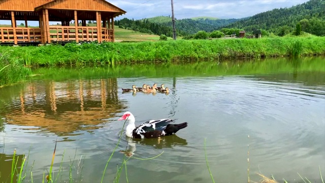 池塘里的鸭子和小鸭子，以青山绿草为背景视频下载