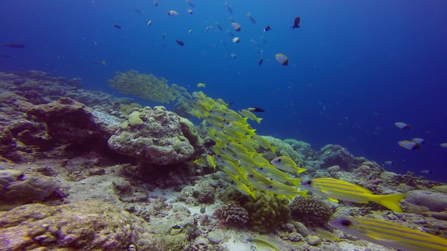 在密克罗尼西亚的帕劳群岛的蓝角，大群的蓝条纹鲷视频素材