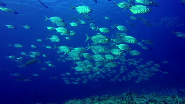 密克罗尼西亚帕劳群岛蓝角的大群杰克鱼视频素材