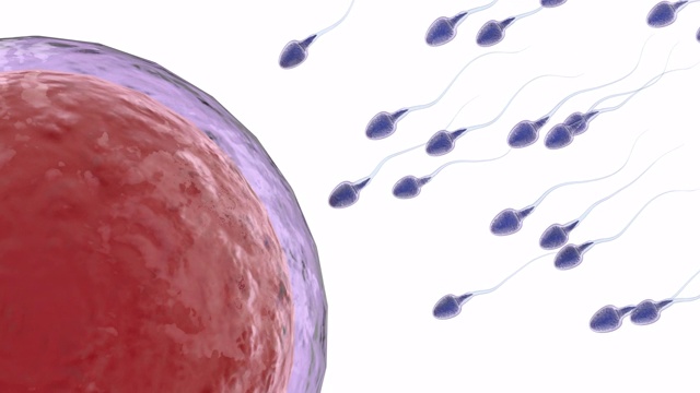 精子与卵子受精视频素材