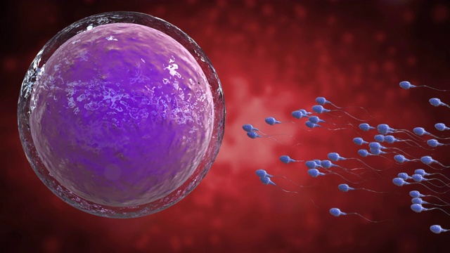 精子与卵子受精视频素材