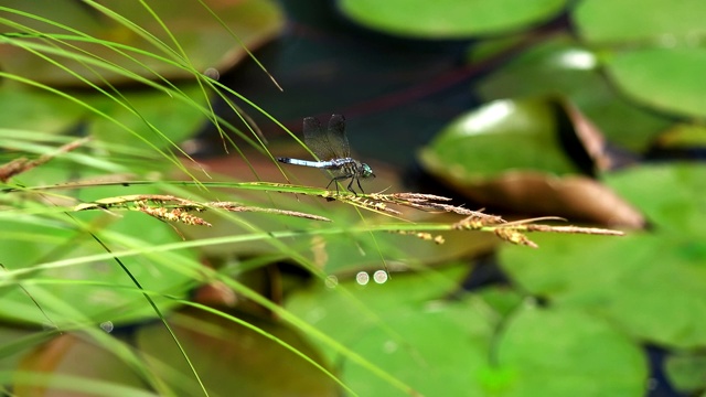 池塘里草地上的蜻蜓视频下载