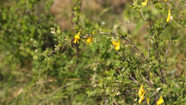 一只蜜蜂从黄色的花丛中采集花蜜。慢动作视频素材
