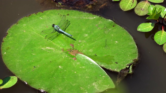 一只蜻蜓栖息在池塘里的睡莲叶子上视频下载