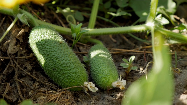 检查黄瓜丛。女人的手采摘绿色黄瓜。手收获。在花园里采摘新鲜绿色黄瓜的特写。视频下载