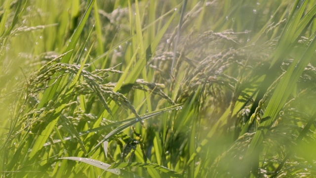 夏季和秋季日本水稻景观视频素材
