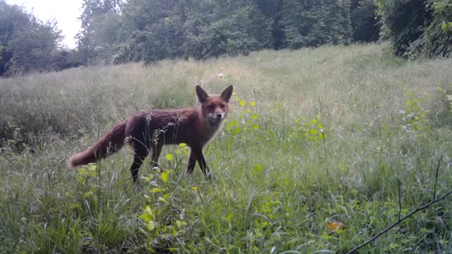 红狐狸在野外从踪迹摄像机的观点视频素材