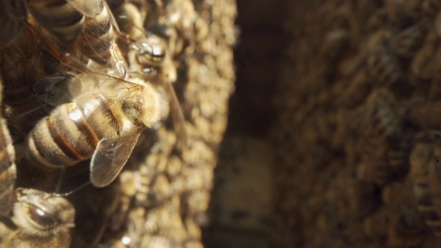 近距离两帧的蜂蜜和蜜蜂在蜂巢视频素材