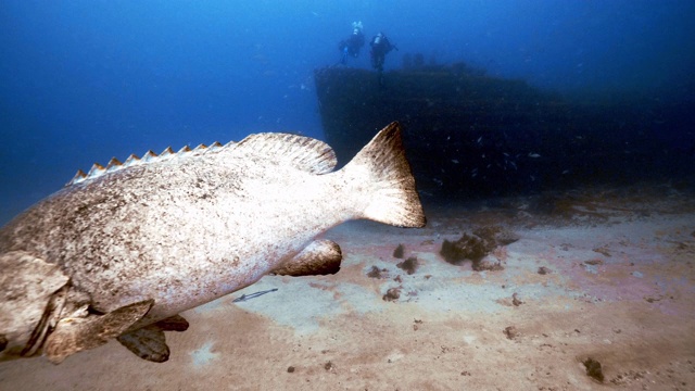 歌利亚石斑鱼游过佛罗里达沉船视频下载