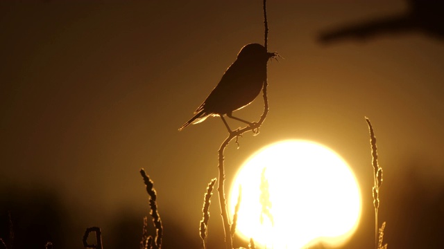 风铃鸟(风铃鸟)歌唱的鸟和太阳视频素材