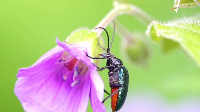 一只闪亮的黑甲虫挂在紫色的花上视频素材