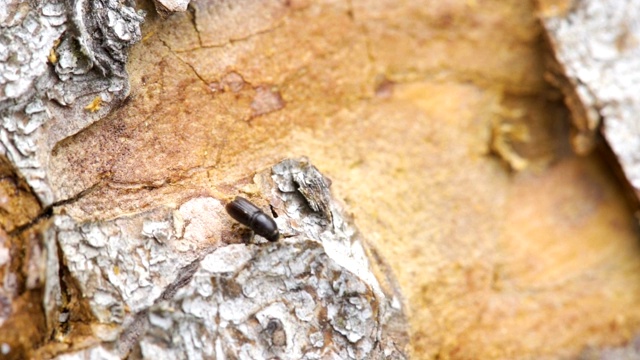 爬行的欧洲云杉树皮甲虫视频素材