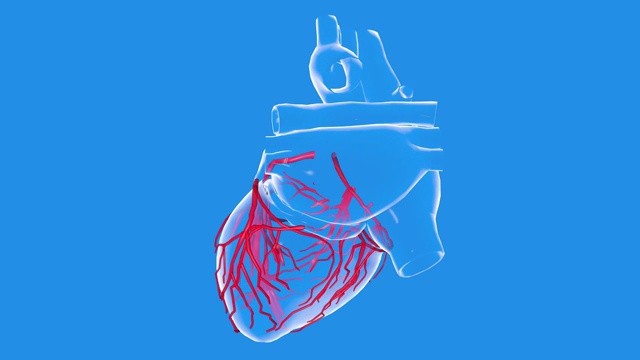 一个透明的解剖心脏绕轴旋转的三维动画。视频下载