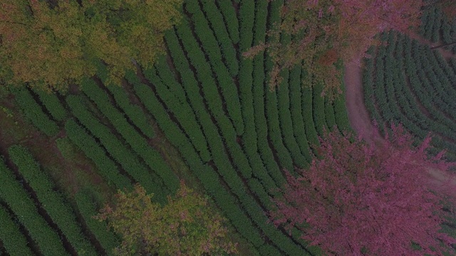中国云南省美丽的田野视频素材