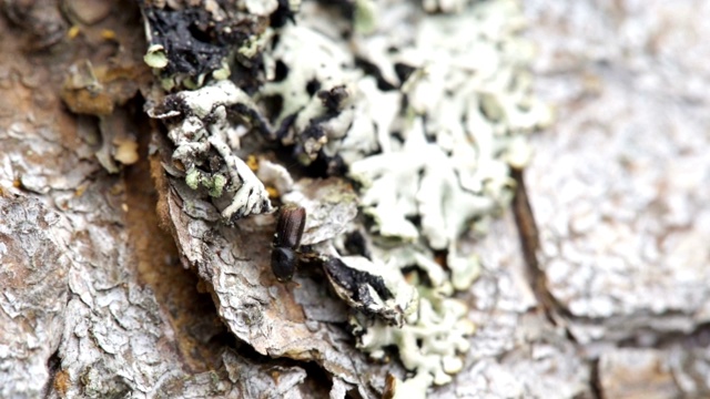 闪闪发光的欧洲云杉树皮甲虫爬行视频素材