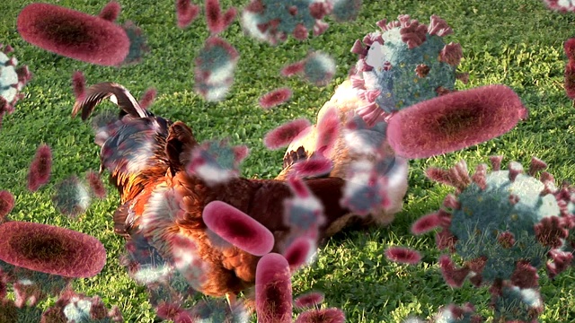 Covid-19细胞和血管对抗在农场进食的母鸡视频下载