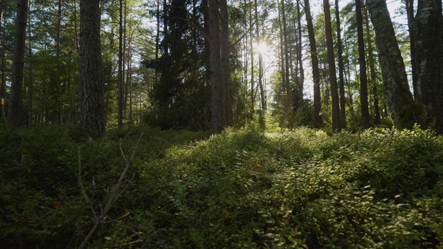 阳光穿过森林里的树木视频下载