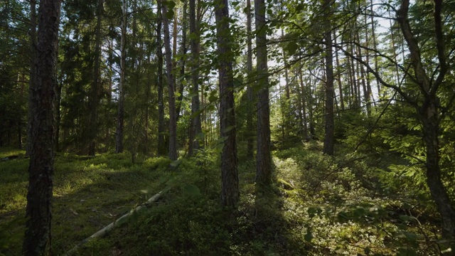 美丽茂密的瑞典森林视频素材
