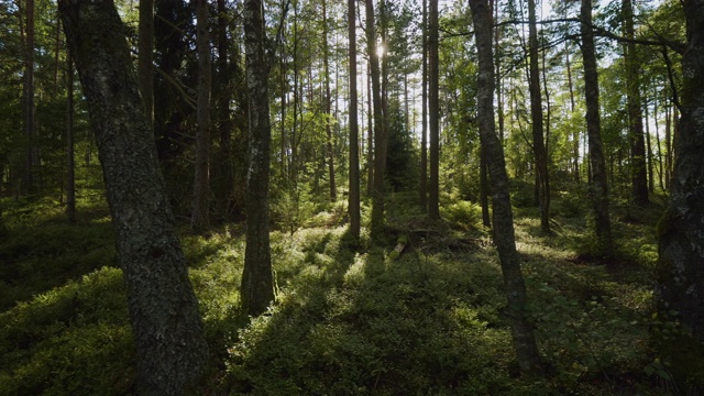 阳光穿过森林里的树木视频素材