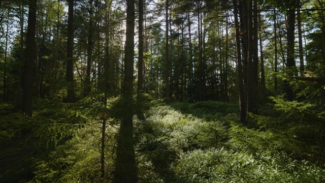 美丽茂密的瑞典森林视频素材