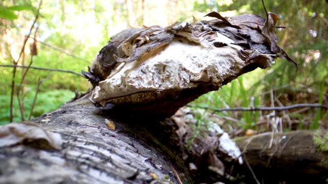 近距离观察树干上的大蘑菇视频下载