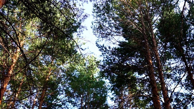 从地面俯瞰森林中松树的顶端。底部视图广角背景。视频素材