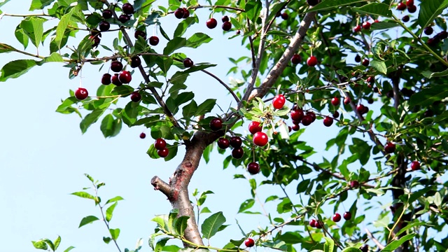 成熟的樱桃挂在樱桃树枝上。水果,樱桃果园视频素材